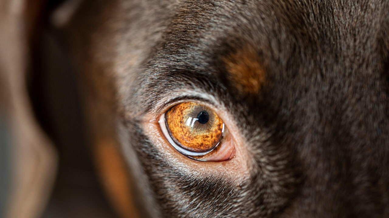 Le razze di cani più pericolose al mondo