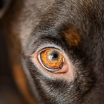 Le razze di cani più pericolose al mondo